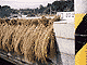 Rice dries over a highway guardrail.